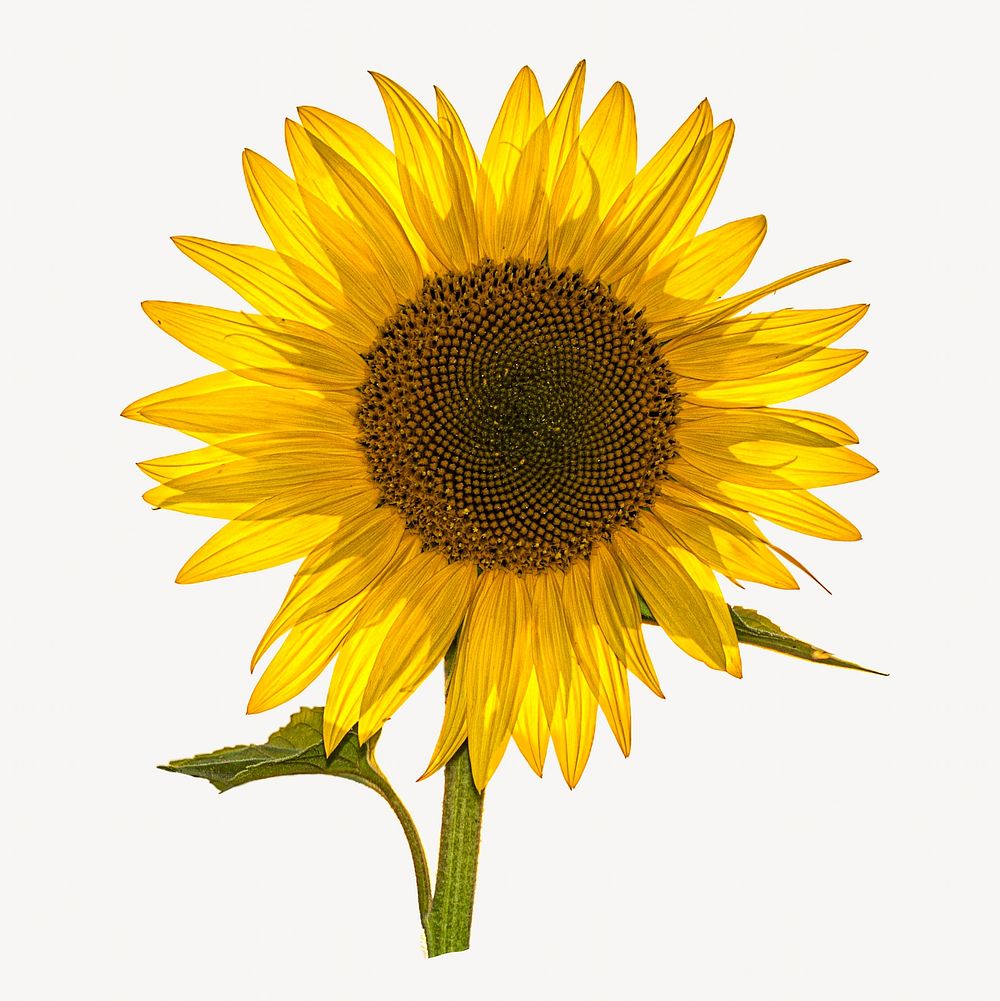 Sunflower isolated, off white design