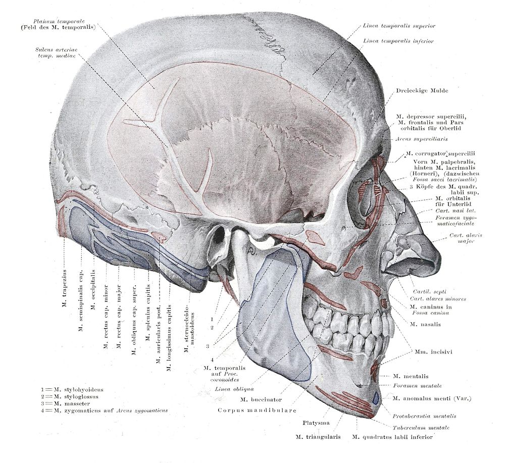 Skull muscle and bone attachment