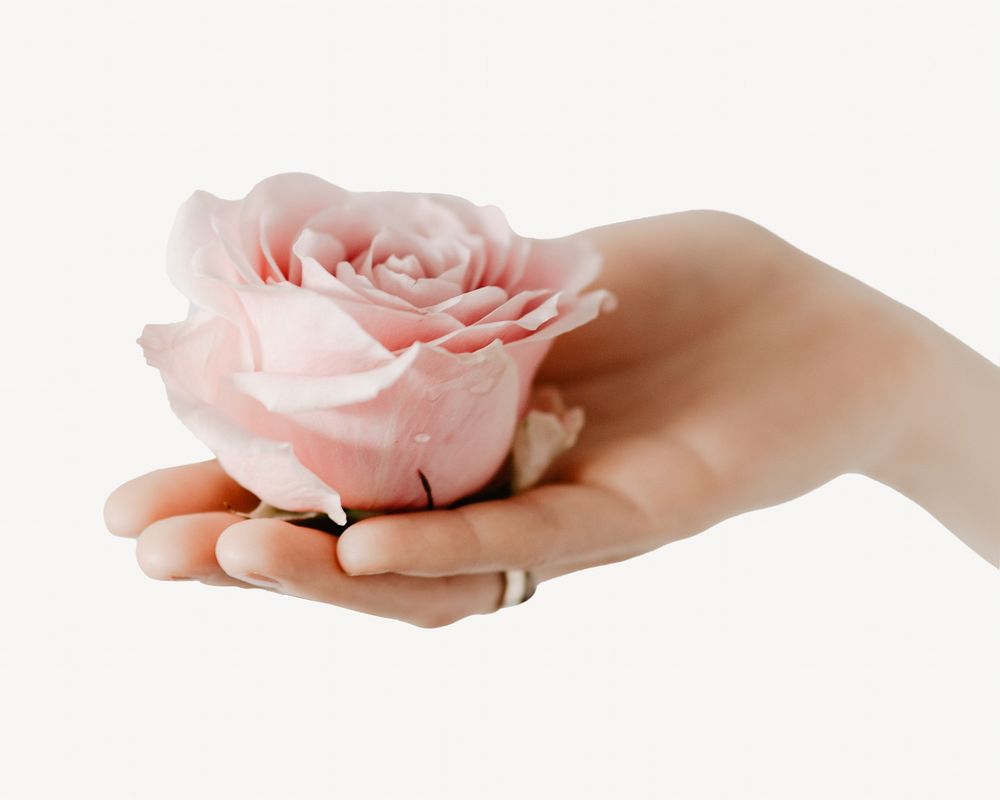 Woman holding pink rose isolated image