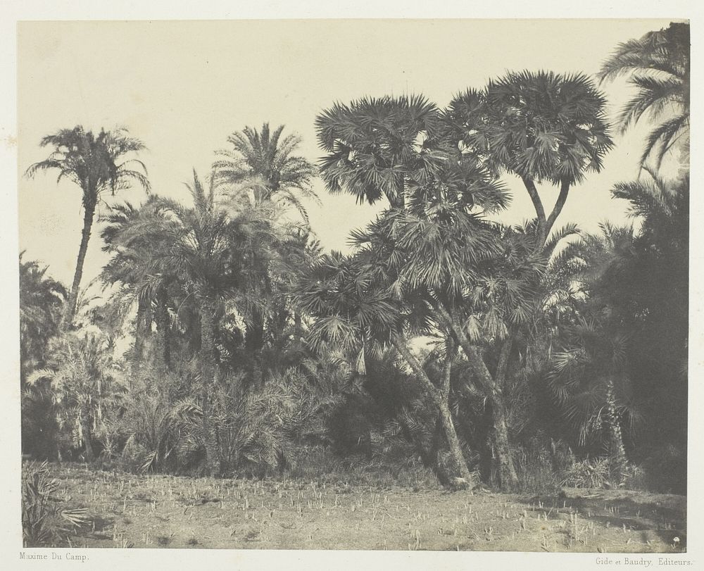 Bois de Dattiers et de Palmiers Doums, Haute-Egypte by Maxime Du Camp