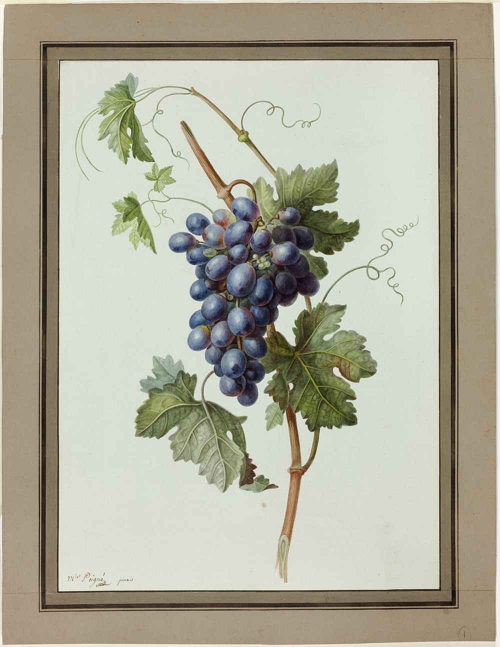 Study of a Bunch of Grapes by Mme. Peigné
