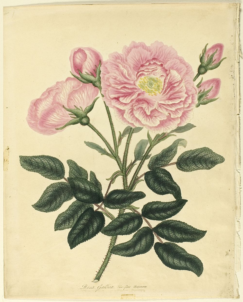 French Rose by Henry C. Andrews