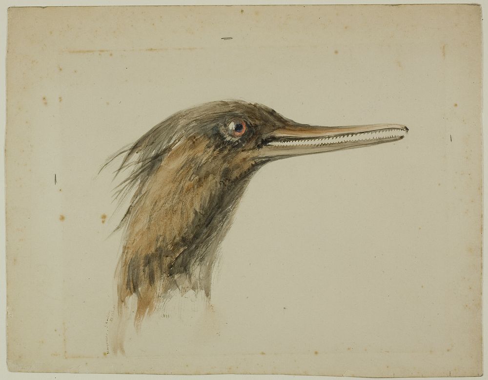 Merganser by John Ruskin