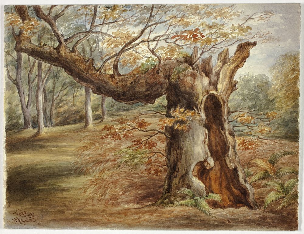 Rotting Tree by Elizabeth Murray