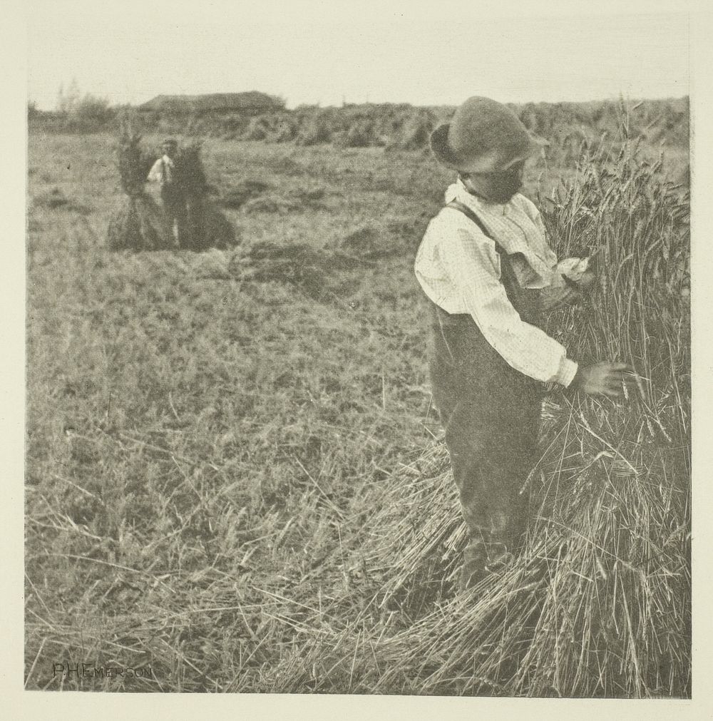 Shocking Corn (Norfolk) by Peter Henry Emerson