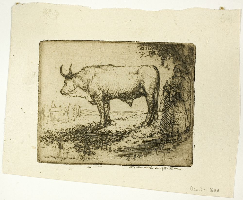 The White Ox by Donald Shaw MacLaughlan