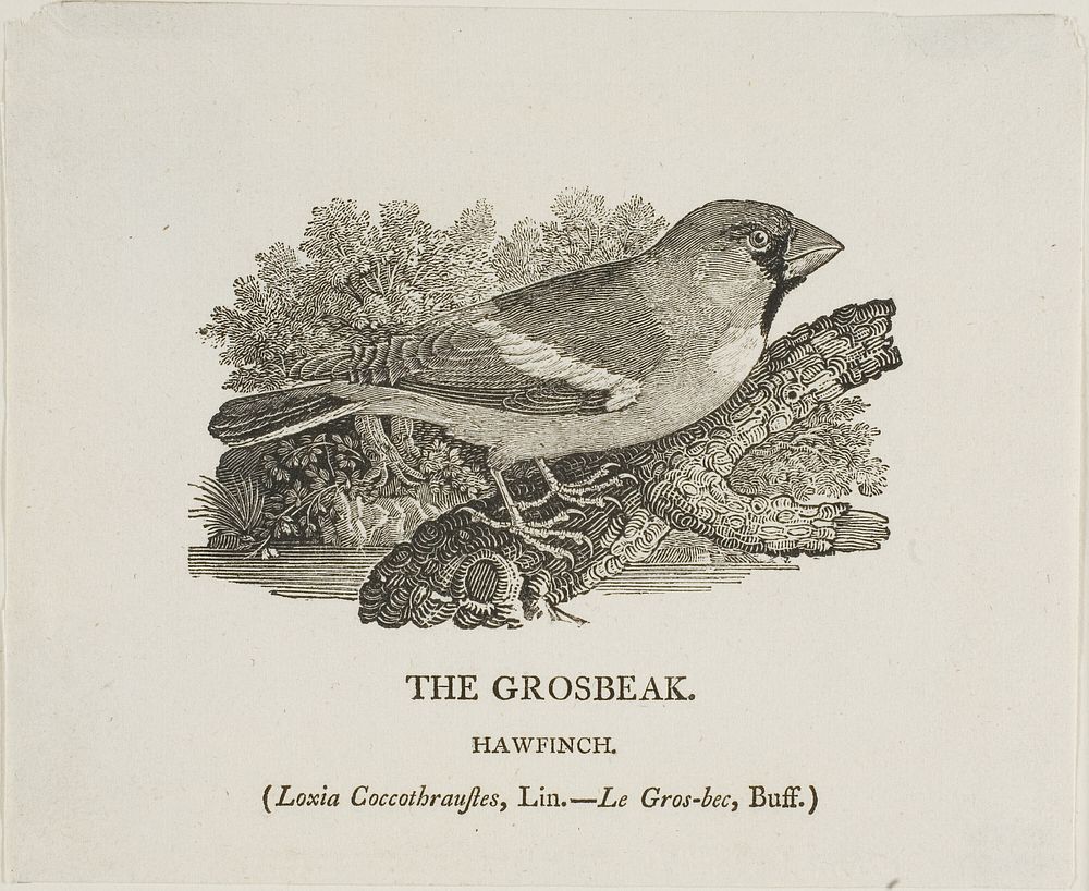 Grosbeak by Thomas Bewick