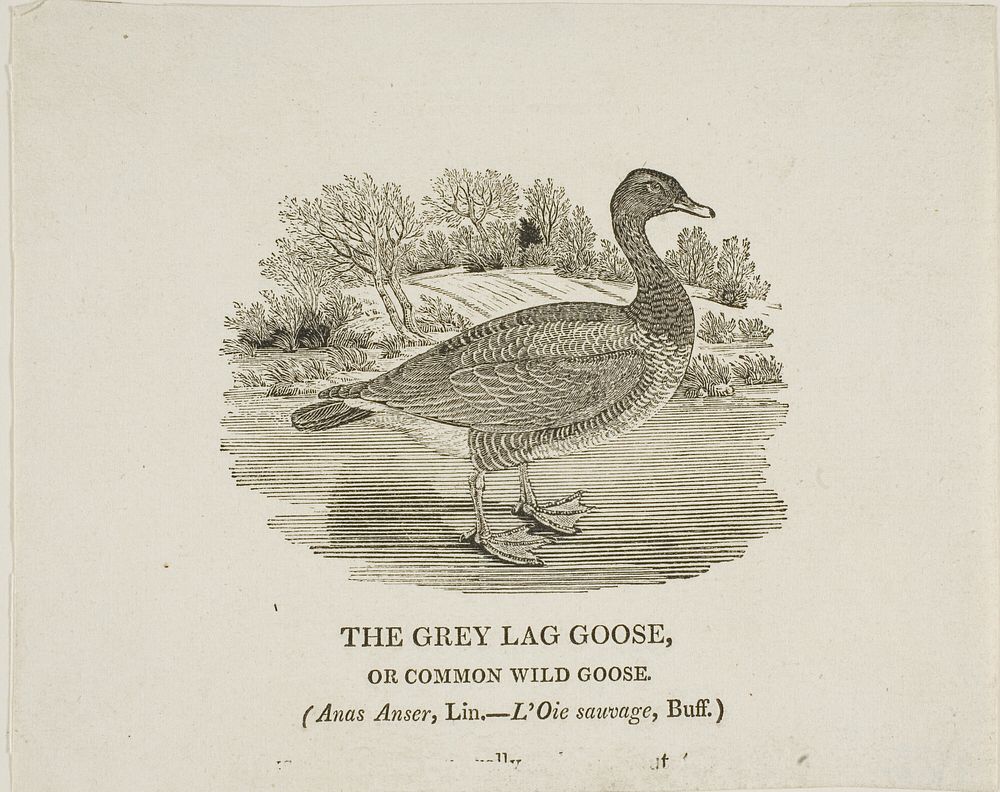 Grey Lag Goose by Thomas Bewick