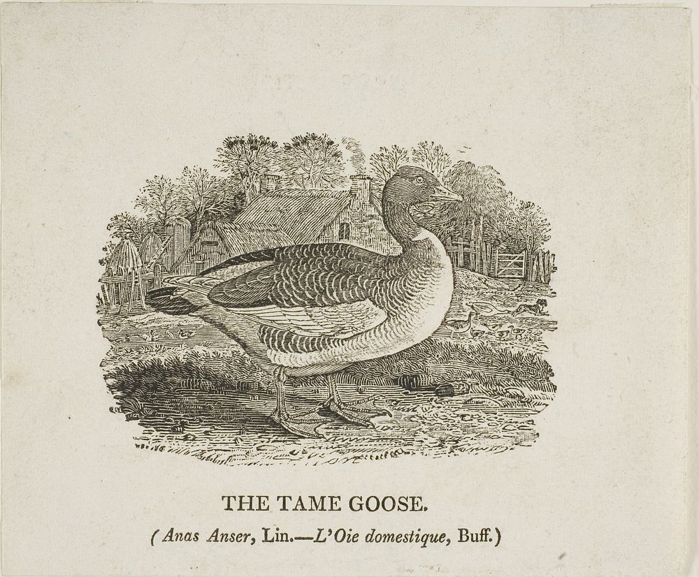 Tame Goose by Thomas Bewick