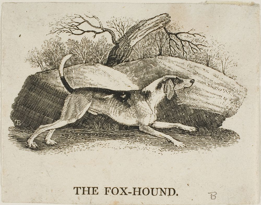 Fox Hound by Thomas Bewick