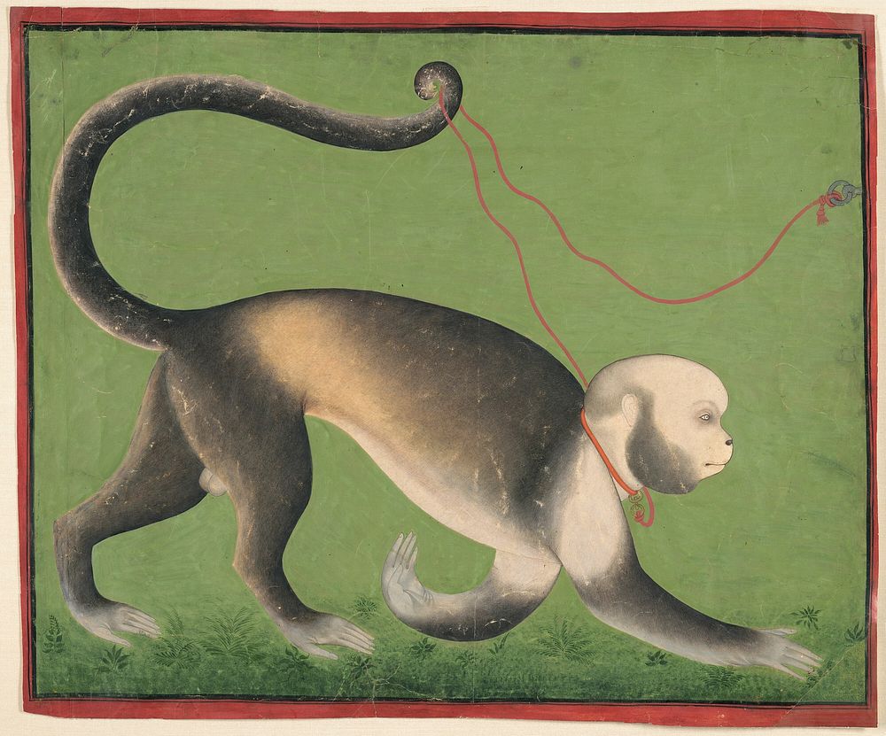 A Monumental Portrait of a Monkey