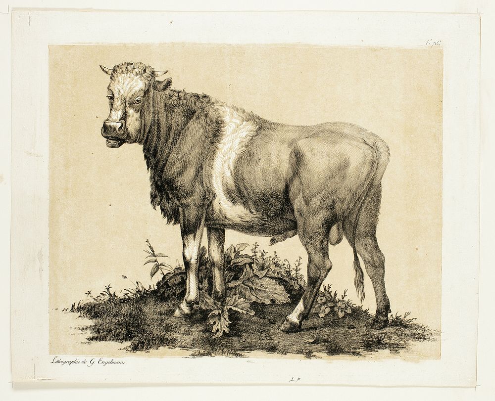 The Bull by Gottfried Engelmann