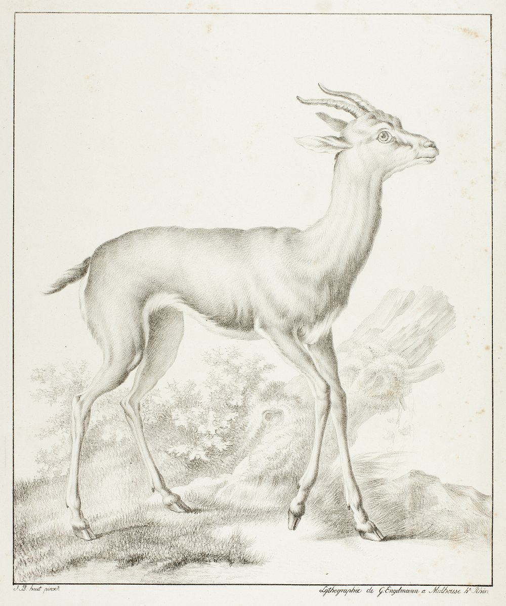 Antelope by Gottfried Engelmann