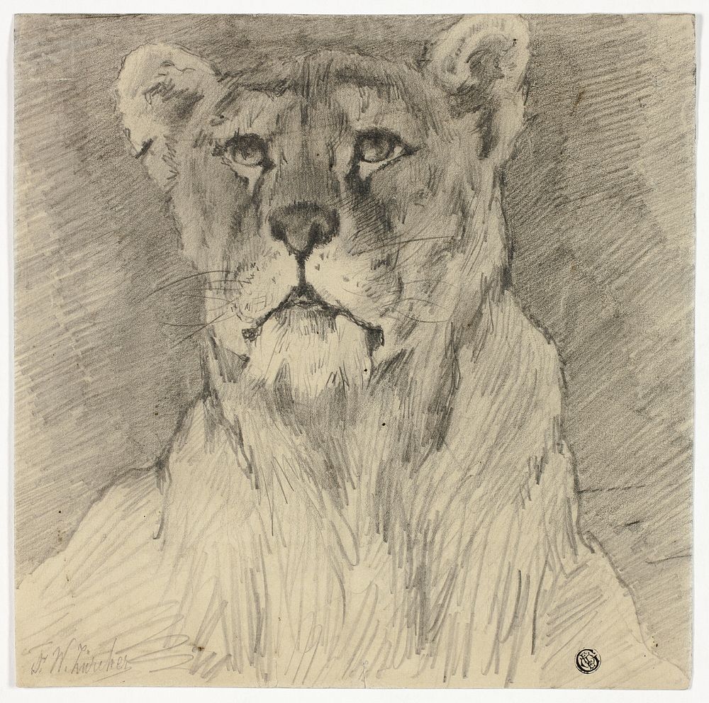 Front View of Seated Lioness by Frederik William Zurcher