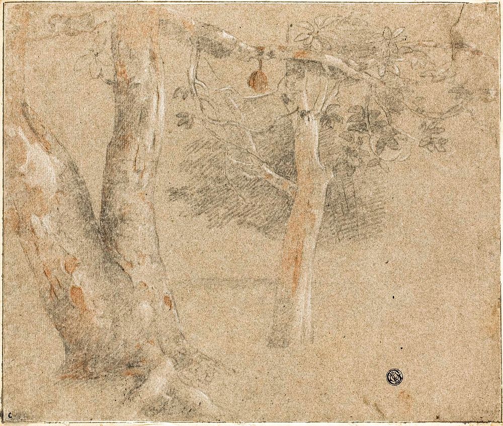 Sketches of Trees by Cristofano Allori