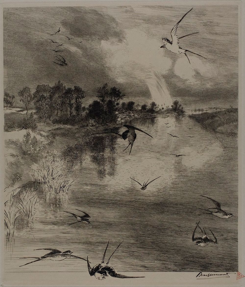 Swallows by Félix Henri Bracquemond