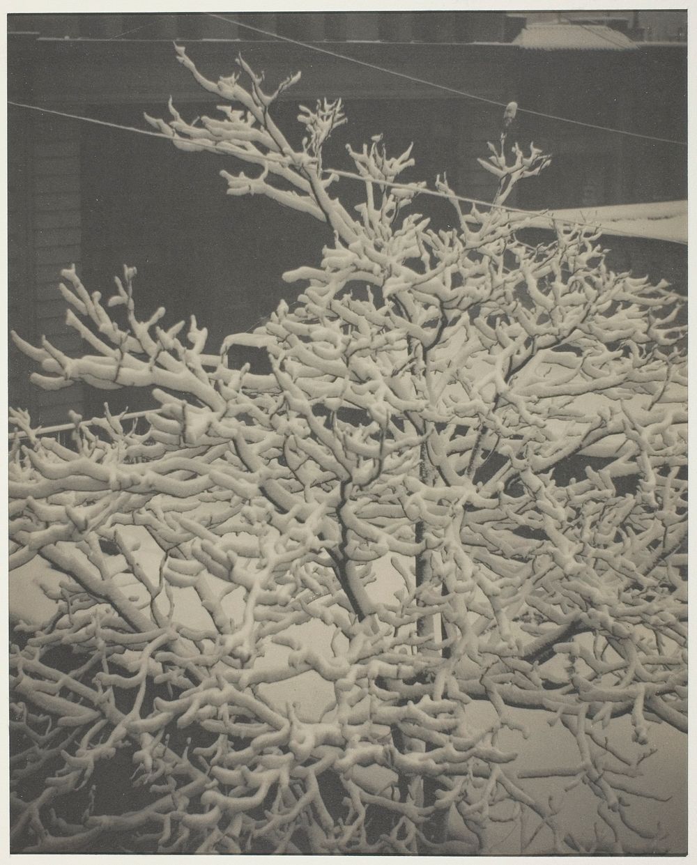 From the Back-Window "291" Snow-Covered Tree, Back-Yard by Alfred Stieglitz