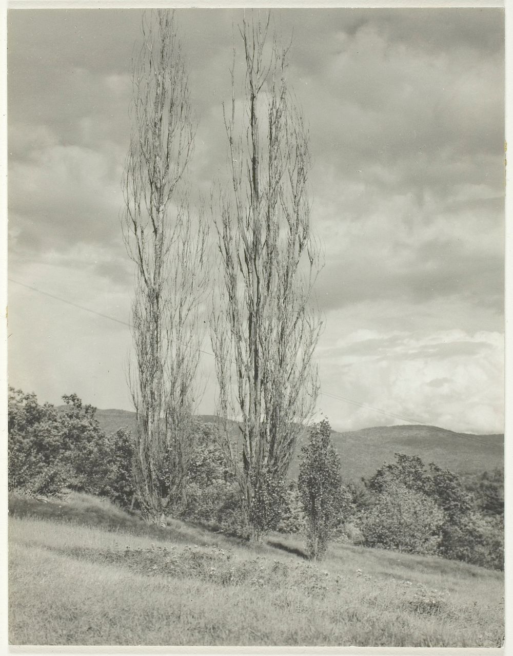 Poplars—Lake George by Alfred Stieglitz