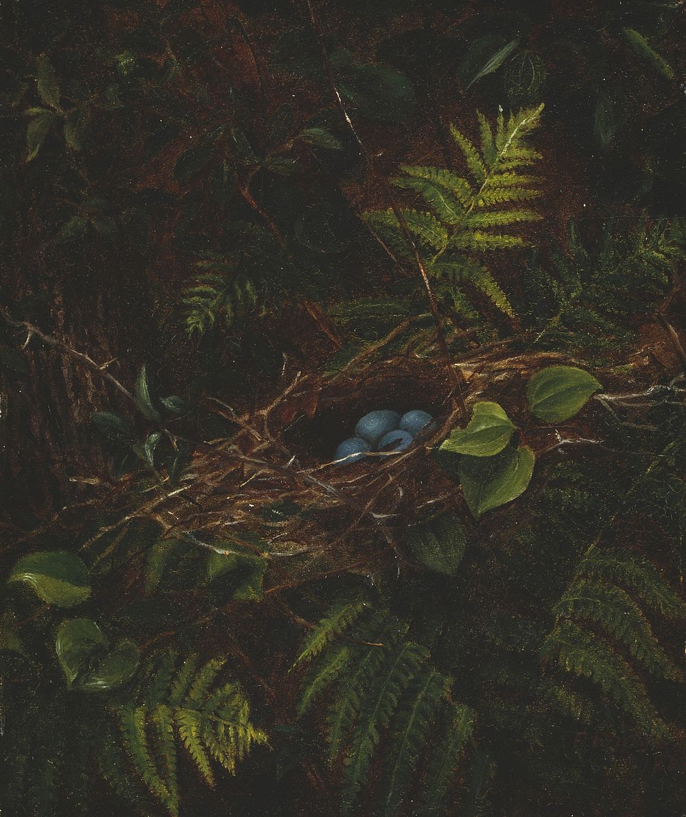 Bird's Nest and Ferns by Fidelia Bridges
