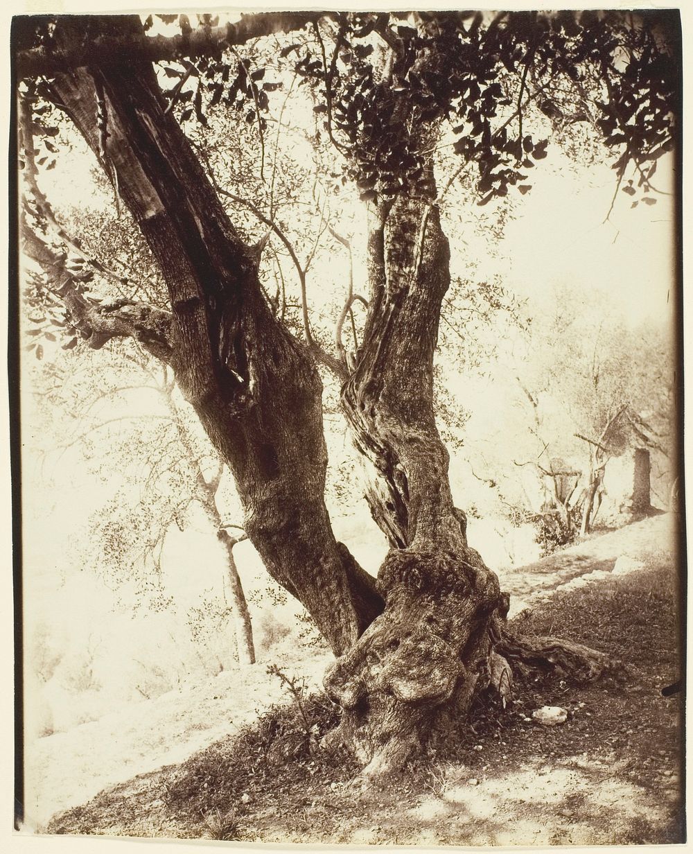 Olivier, Nice (Olive Tree, Nice) by Jean-Eugène-Auguste Atget