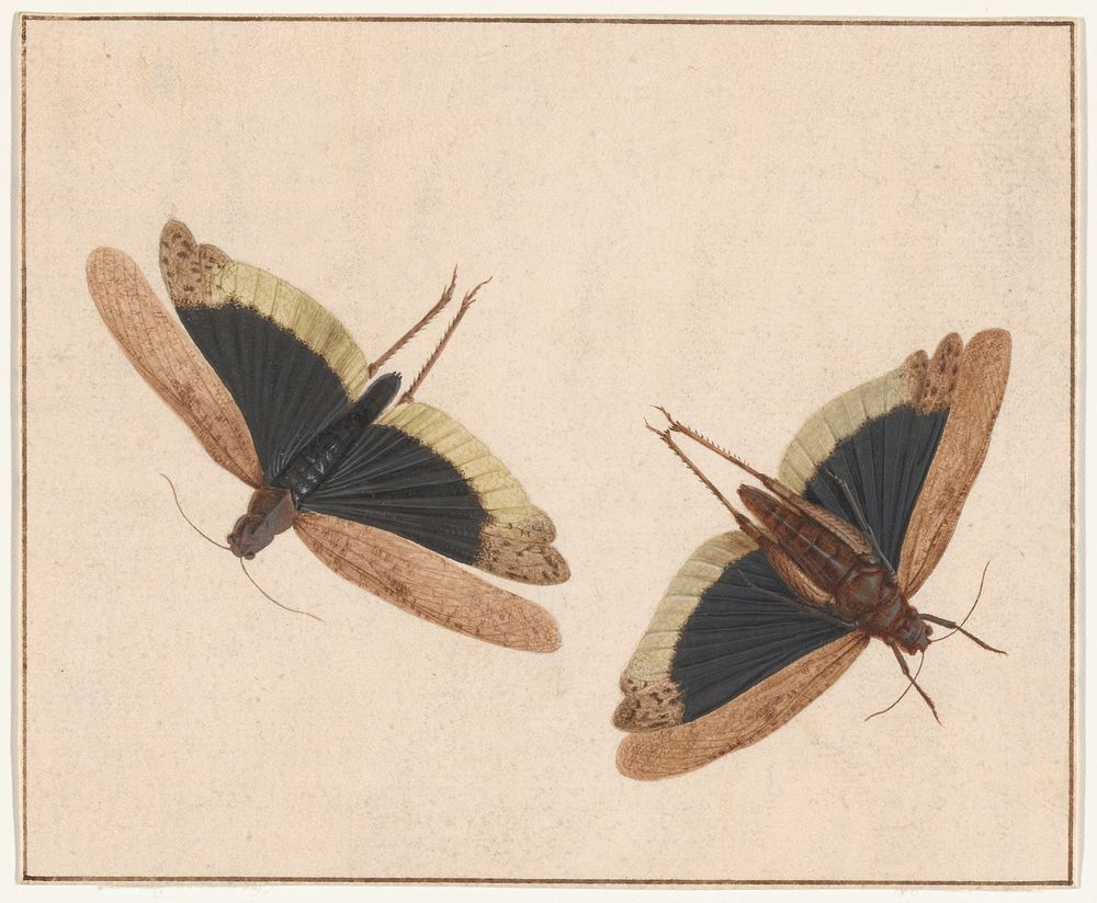 Two Grasshoppers by Herman Henstenburgh