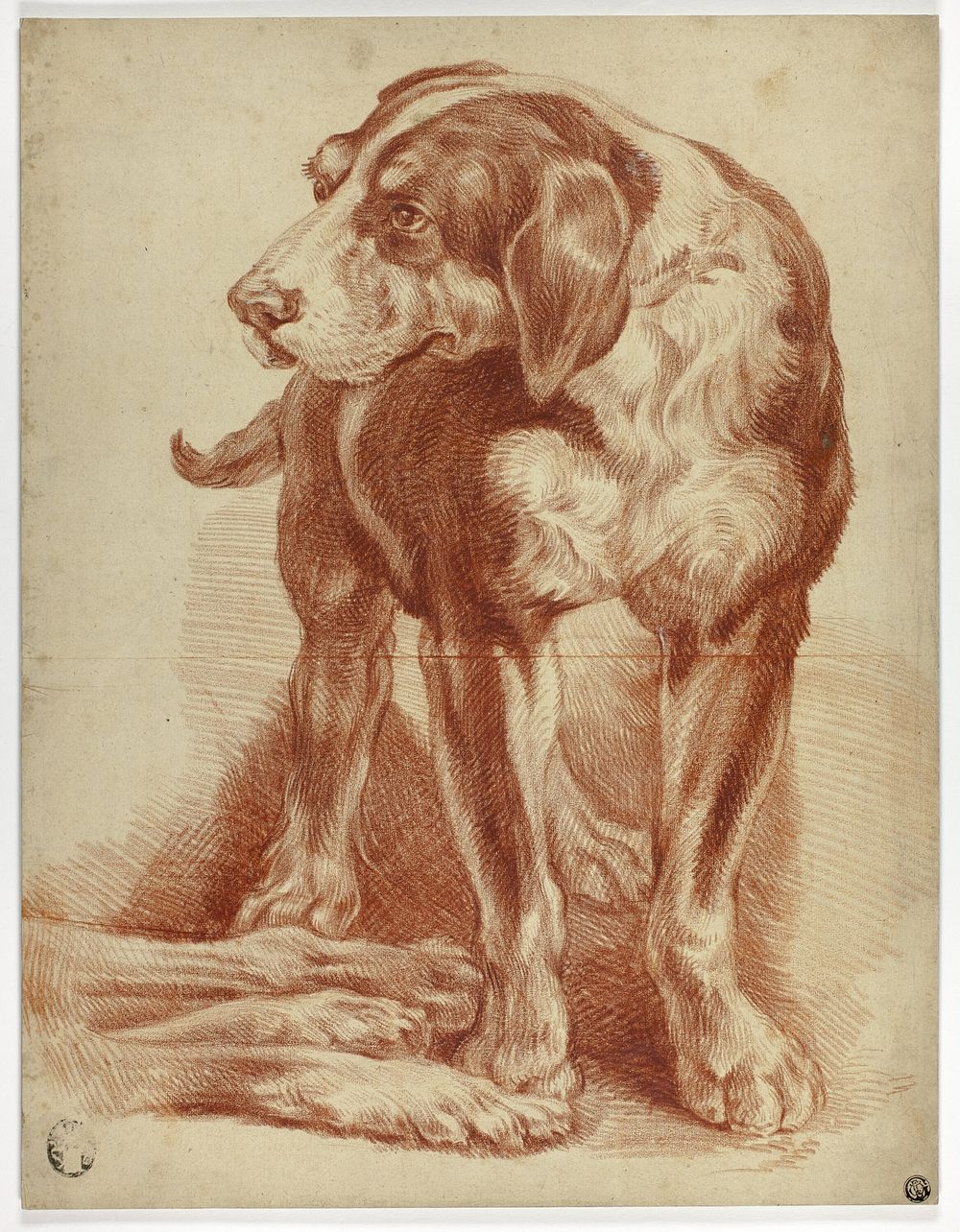 Hound Standing by Jean Baptiste Huet