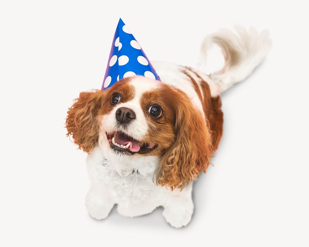 Birthday dog, pet isolated design