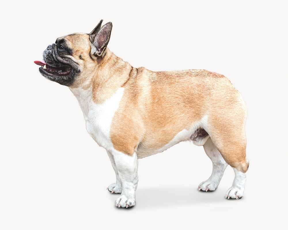 Bulldog pet animal isolated design