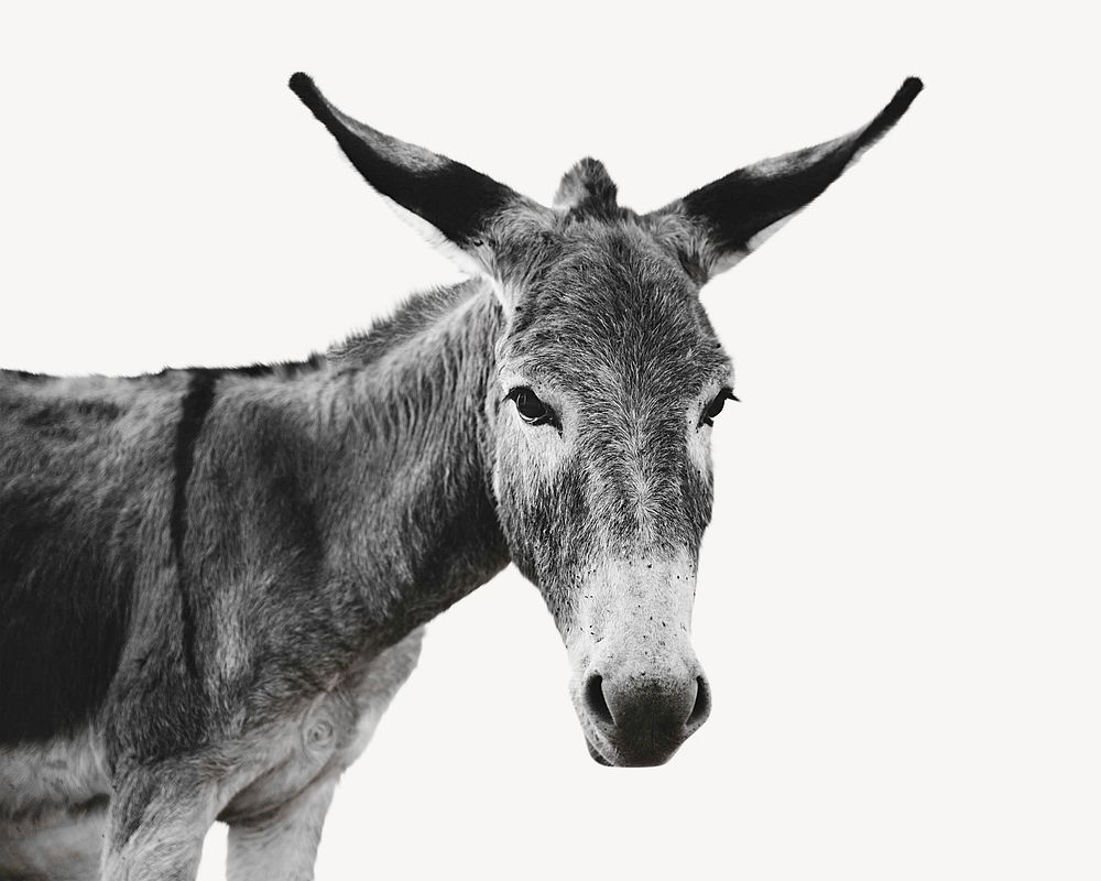 Donkey farm animal isolated design