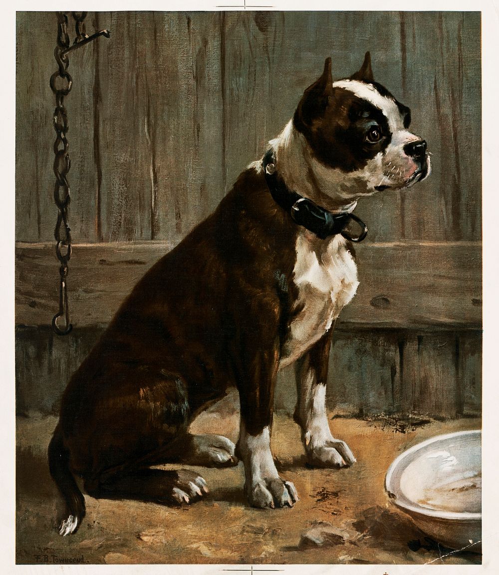 Terrier seated