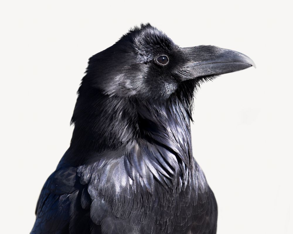 Common raven, bird isolated design