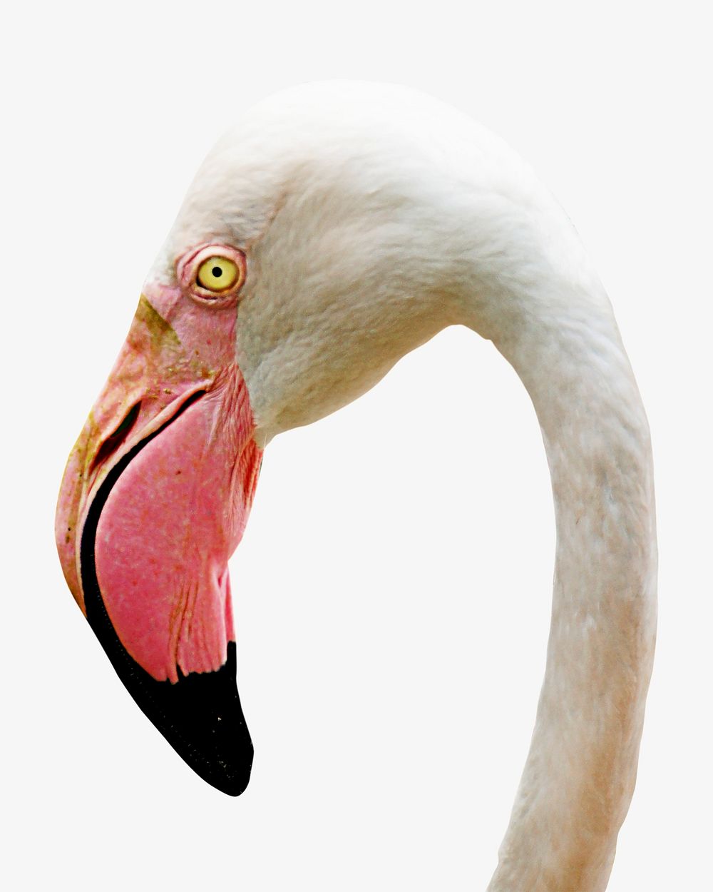 Greater flamingo isolated image