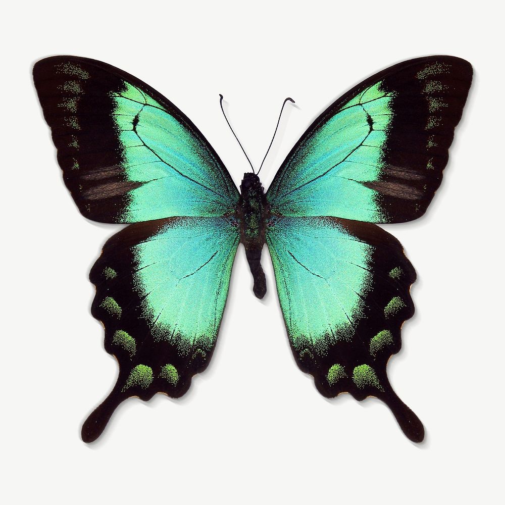 Green butterfly insect collage element psd