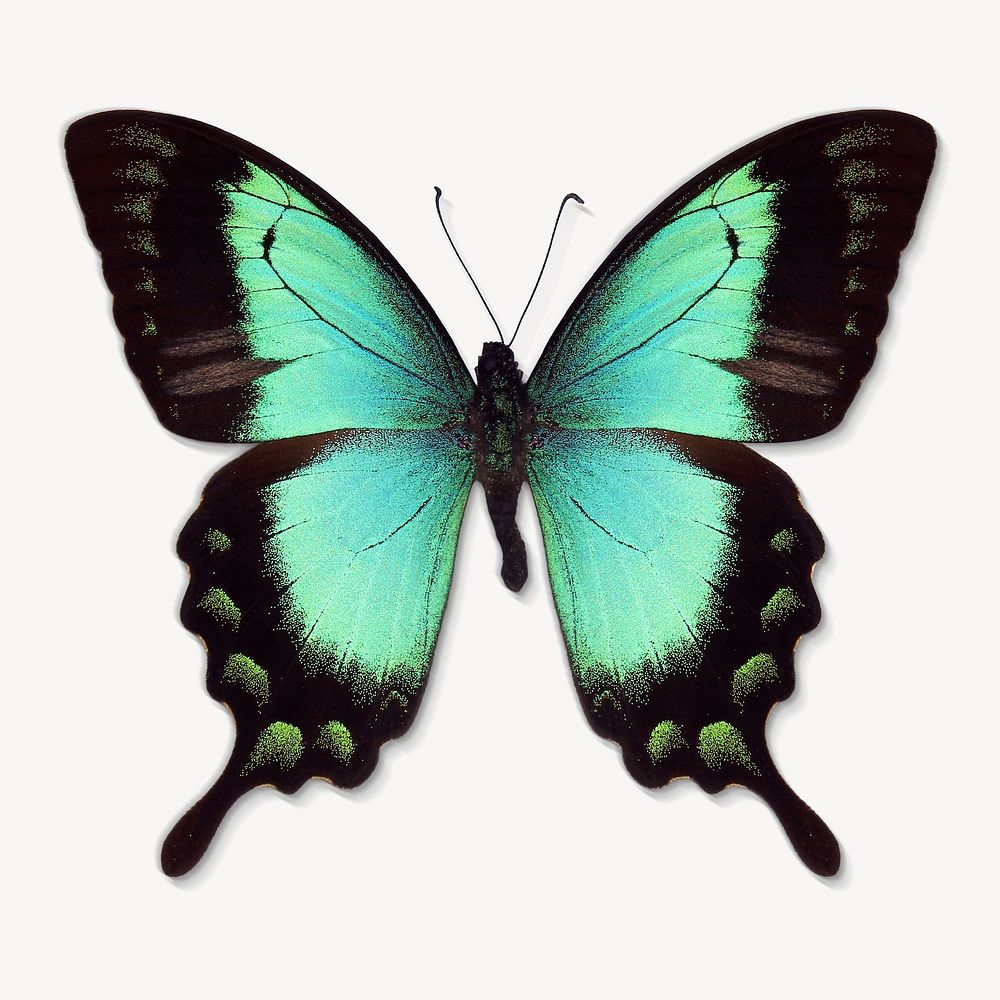 Green butterfly insect isolated image