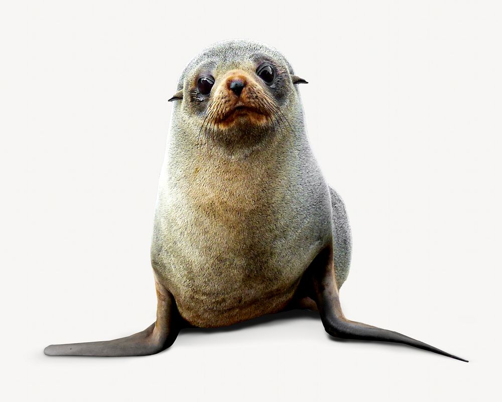 Seal animal isolated design
