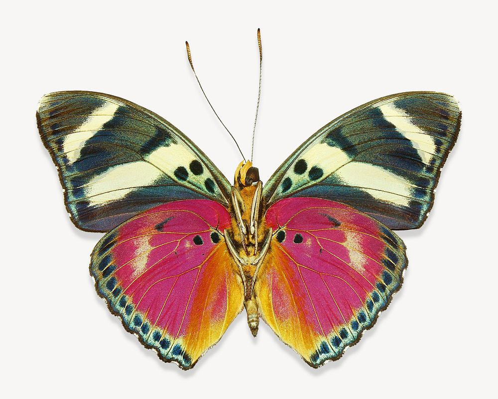 Aesthetic butterfly animal isolated design