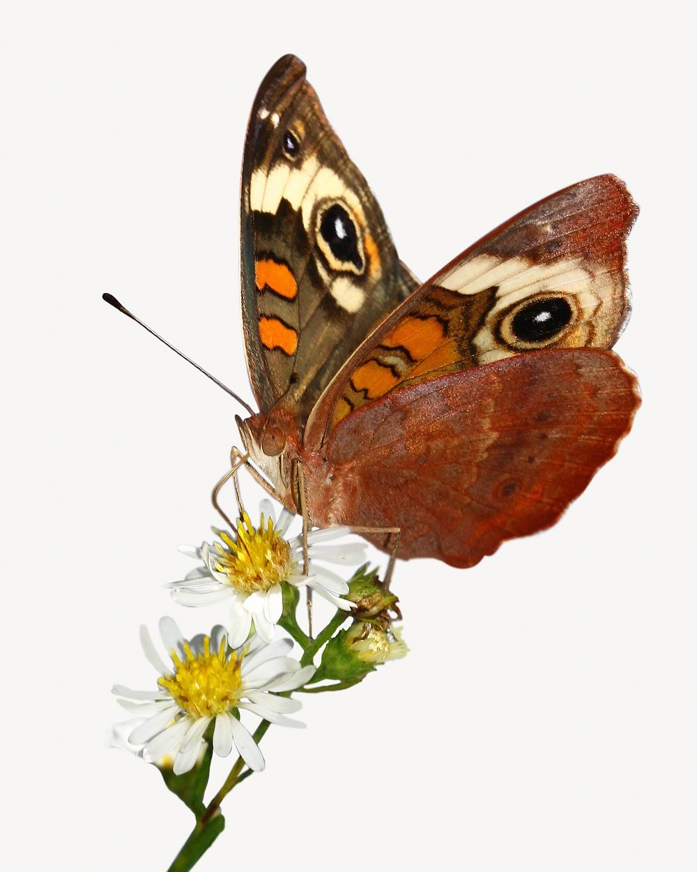 Beautiful butterfly  isolated design