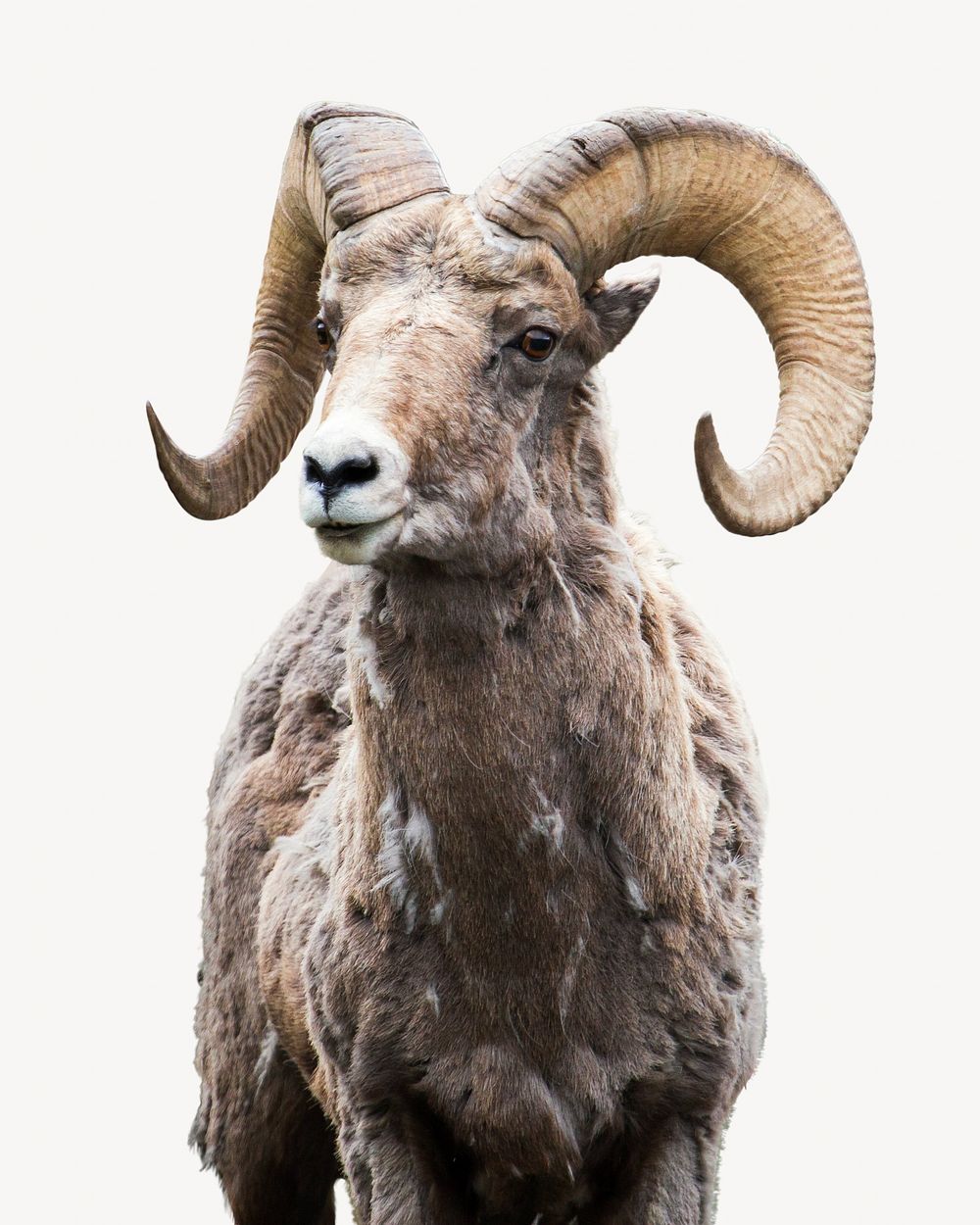 Bighorn ram animal isolated design