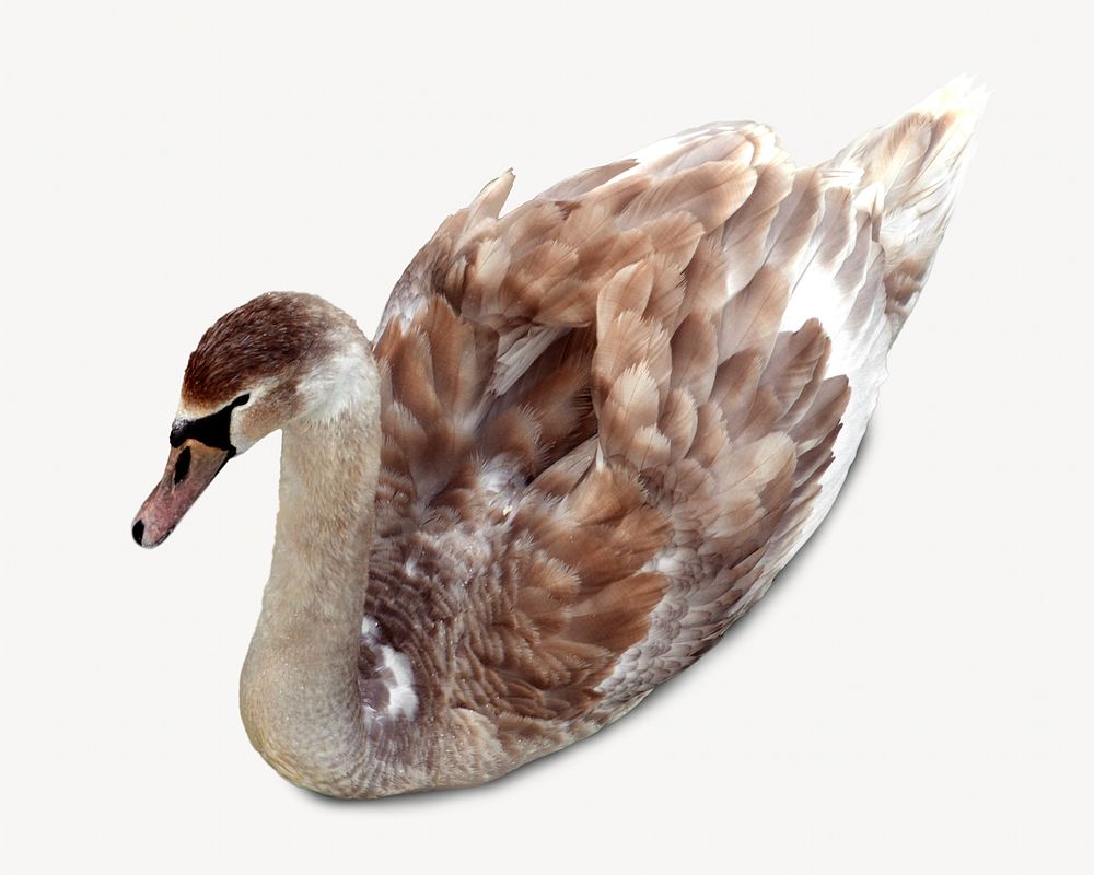 Swan animal  isolated design