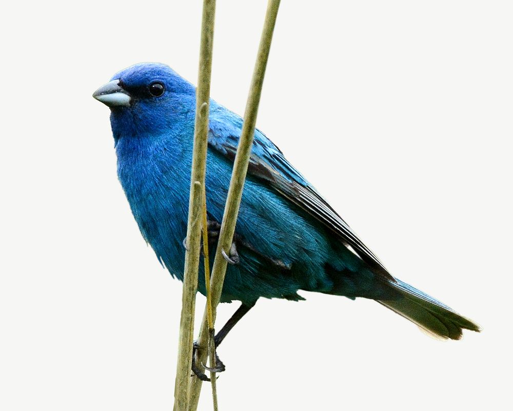 Indigo Bunting bird collage element psd