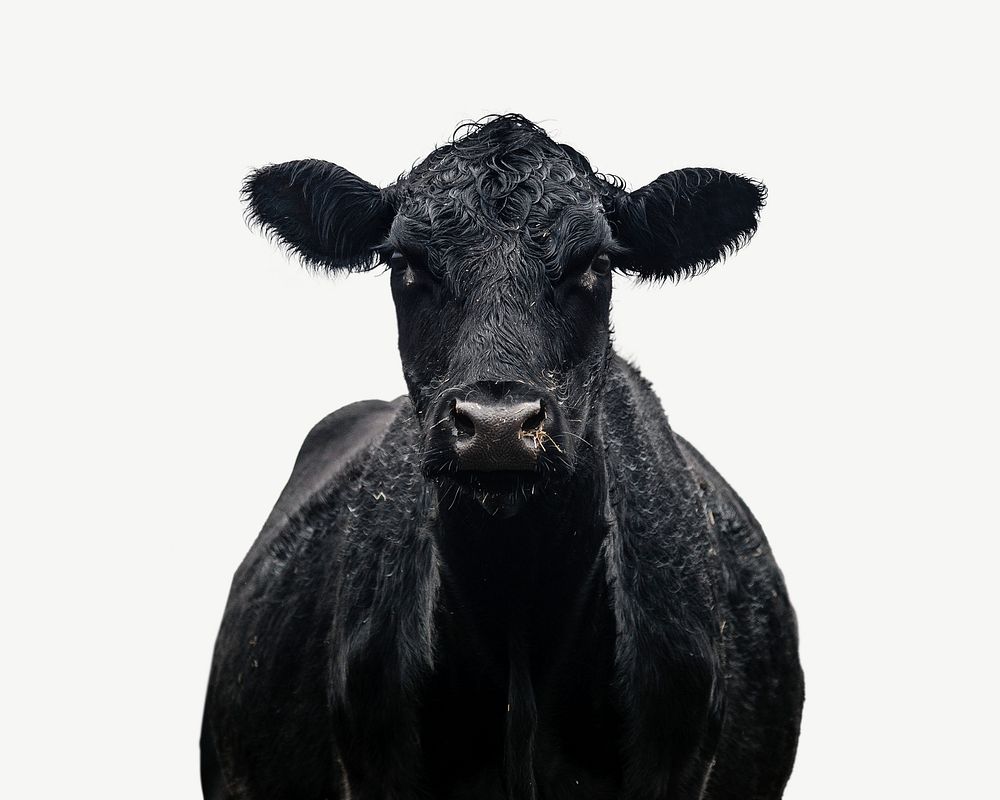 Black cow collage element psd | Premium PSD - rawpixel