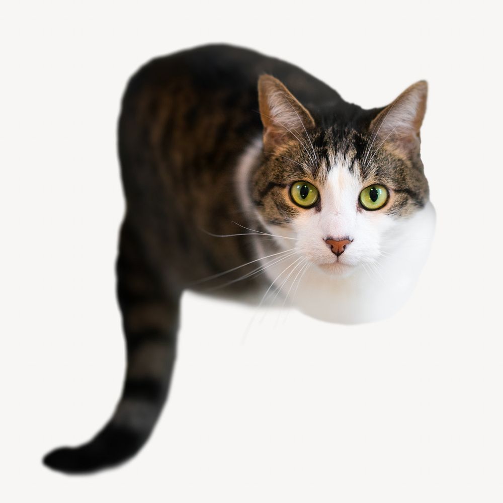 Cat pet isolated design