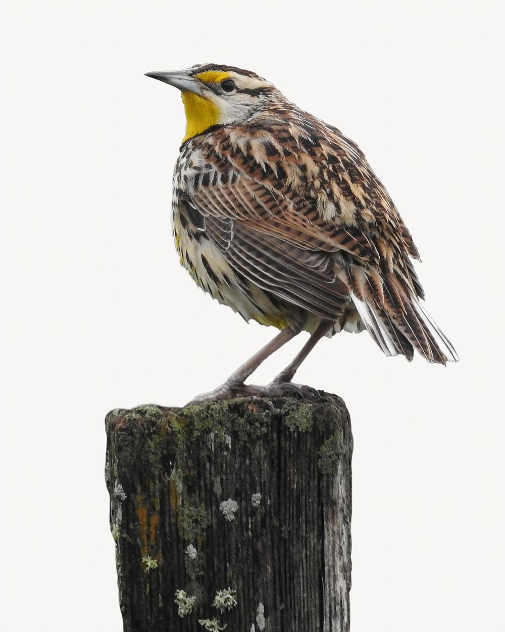 Eastern meadowlark bird  isolated design