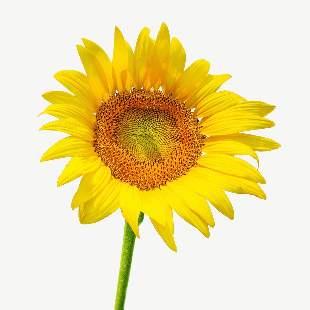 Sunflower graphic collage element psd