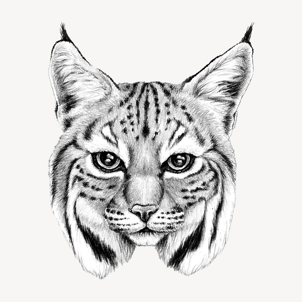 Bobcat Portrait animal isolated design