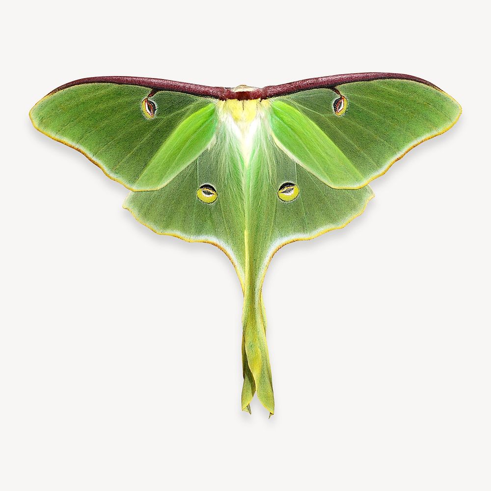 Luna moth animal isolated design
