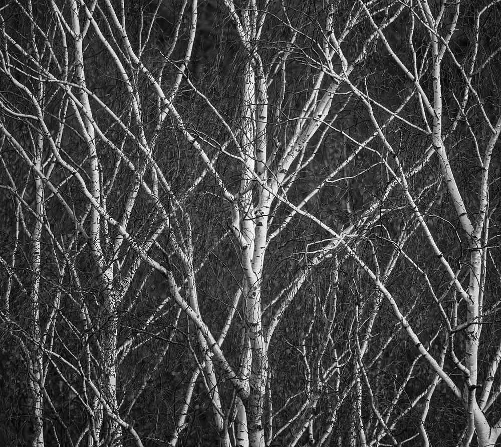 Dried Birches branches, winter tree.