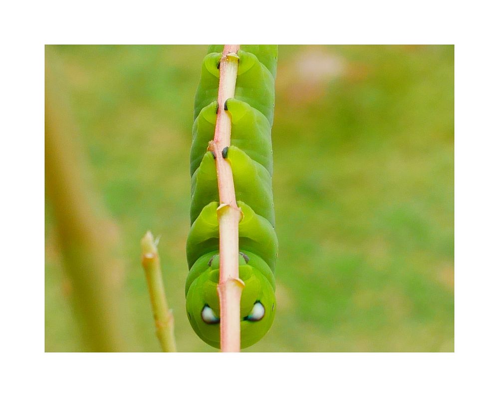 Green worm, insect stages metamorphosis.