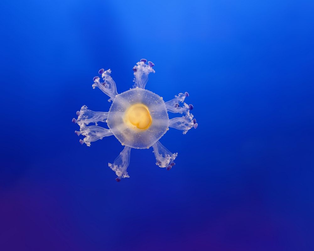 Fried egg jellyfish, marine life.