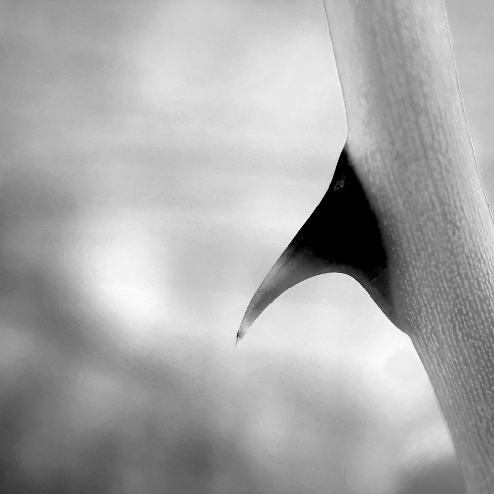 A thornJust a rose thorn in B&W